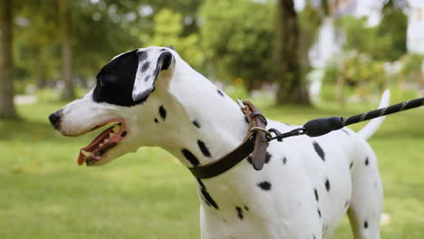 perro en el parque