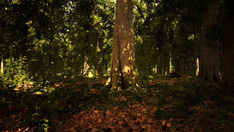 sun beams through thick trees branches in dense green forest