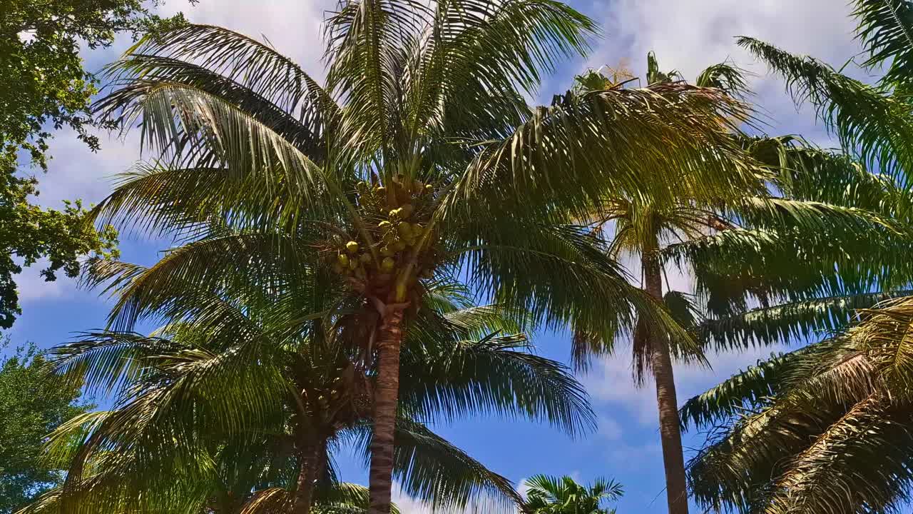 Street sign marking traffic calmed area at 20 mph in tropical residential neighborhood