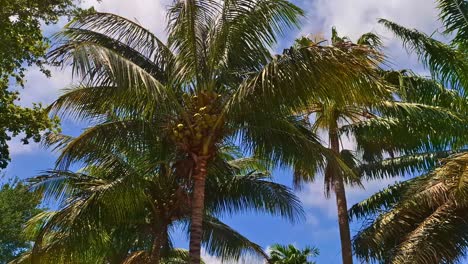 street sign marking traffic calmed area at 20 mph in tropical residential neighborhood