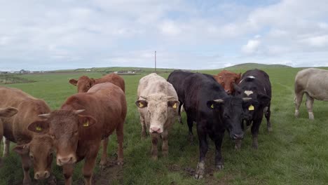 Primer-Plano-De-Curiosas-Vacas-Pastando-En-Un-Campo-Con-Cielos-Nublados-En-Gales,-Reino-Unido
