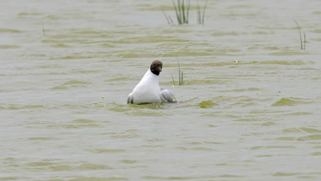 Lachmöwe-In-Küstengewässern,-Lincolnshire-Marshlands,-Großbritannien