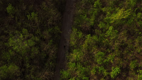 Women-running-with-a-dog-in-the-forest-top-down-view