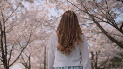 young caucasian girl with long blonde hair walking along sakura trees in seocho, seoul, south korea