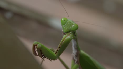 close up of a green praying mantis in the forest