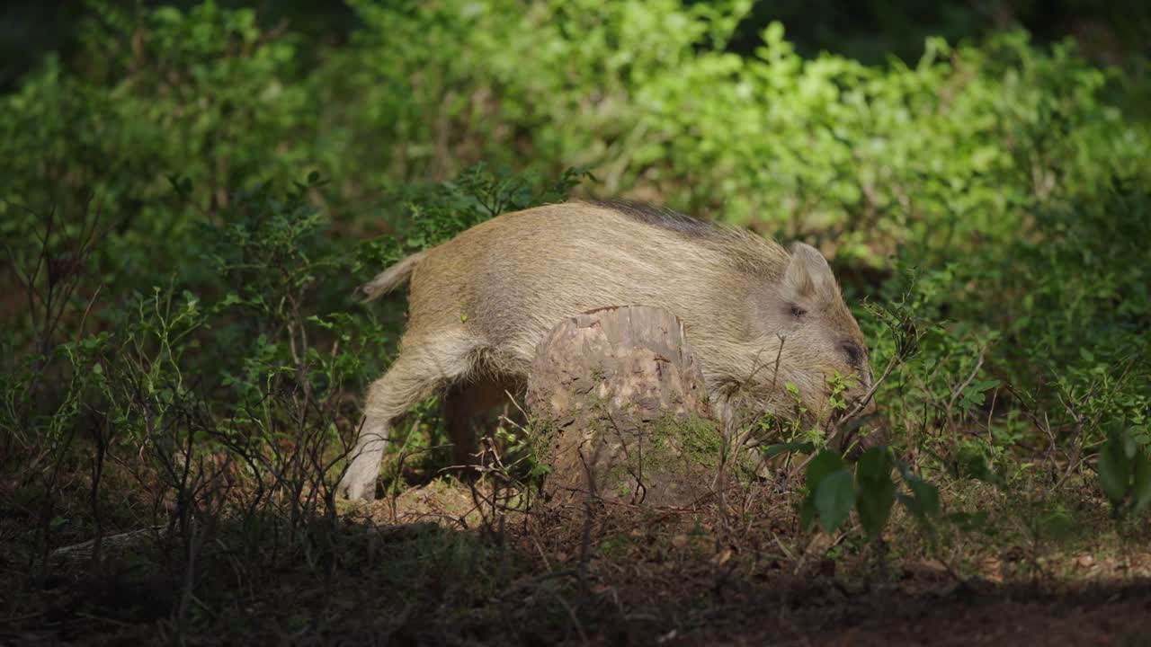 숲 속의 야생 돼지 새끼
