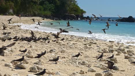 Black-seagulls-on-a-tropical-beach,-flying-slowmotion,-Nosy-Be,-Nosy-Fanihy,-Madagaskar,-Africa