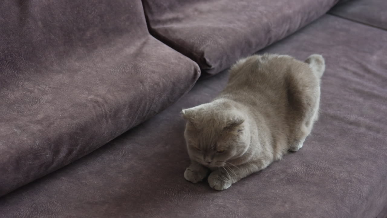 Gatti che si rilassano sul divano, un calmo Scottish Fold si gode il riposo, gatto dagli occhi color ambra che sonnecchia beatamente su comodi mobili, sereno felino Scottish Fold disteso con gli occhi chiusi su un sedile imbottito