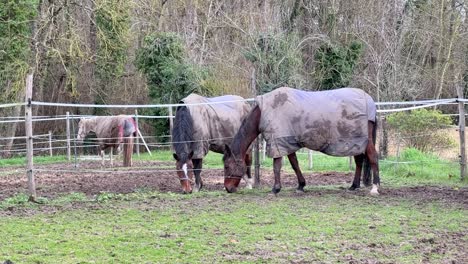 Dos-Caballos-Comiendo-Hierba-Uno-Al-Lado-Del-Otro-En-El-Paddock