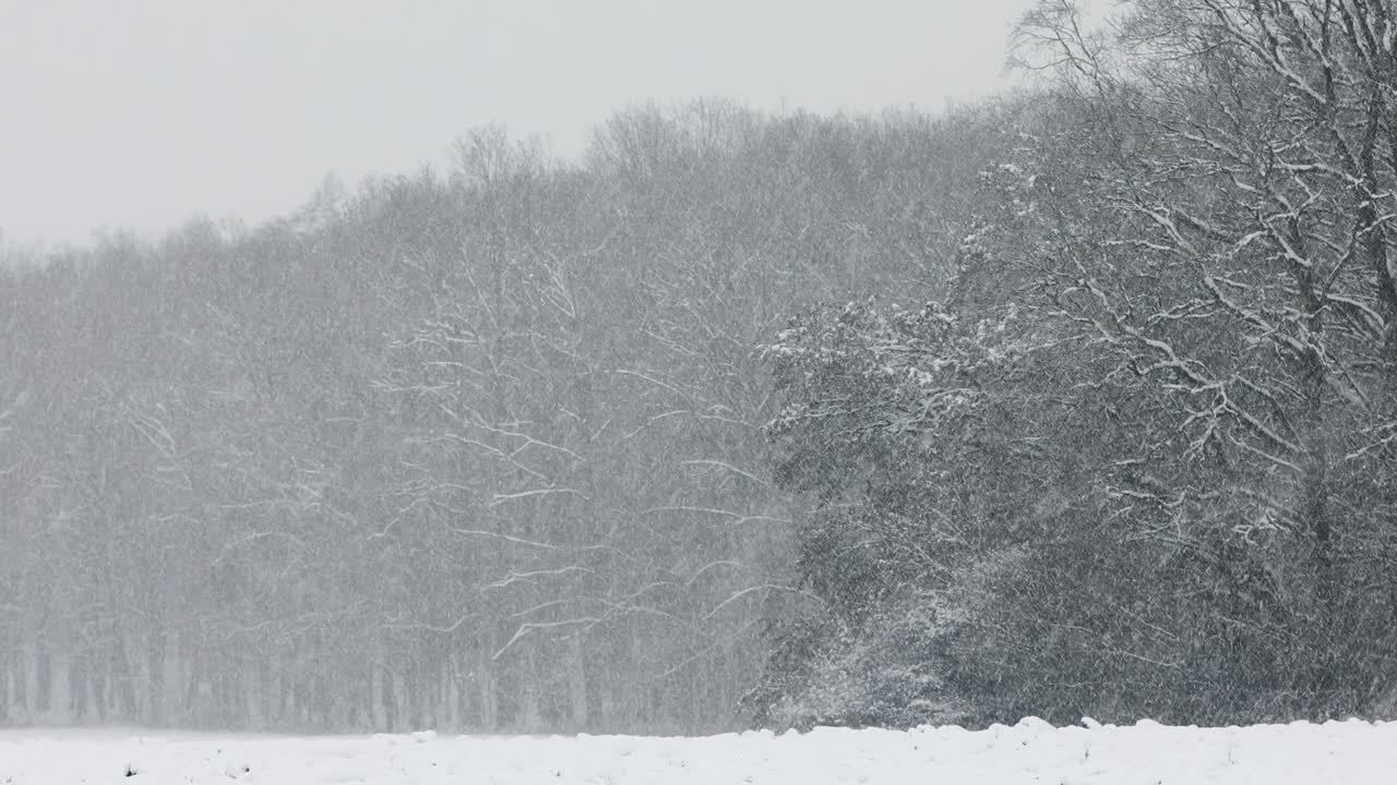눈이 내리는 겨울 풍경