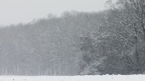 winter landscape during snowing