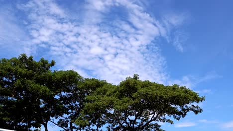 time-lapse of tree swaying gently in the breeze.