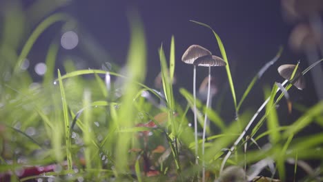 Backlit-pleated-inkcap-mushrooms-swaying-in-breeze