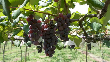 primer plano de racimos de uvas rojas maduras balanceándose en el viento, concepto de cosecha del viñedo