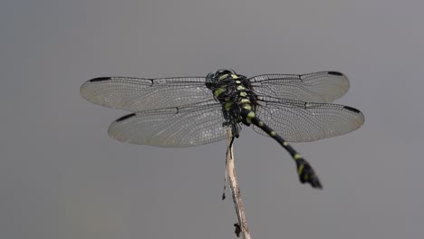 la libélula de cola de brida común se ve comúnmente en tailandia y asia