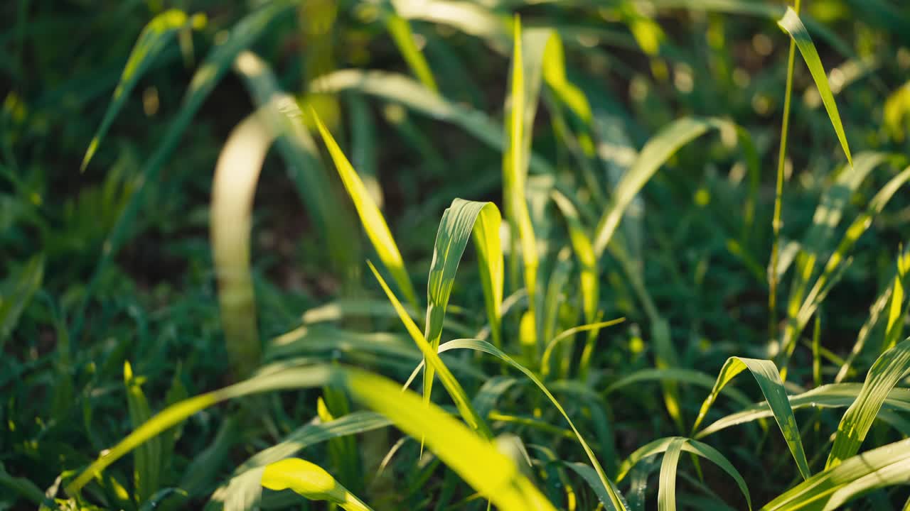 cerca de una hoja verde ondeando en el viento