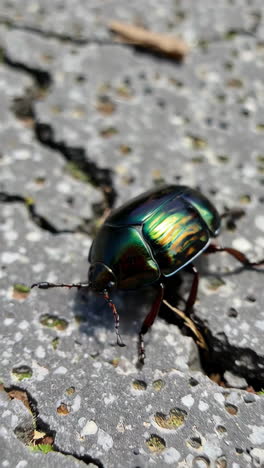 green beetle on pavement