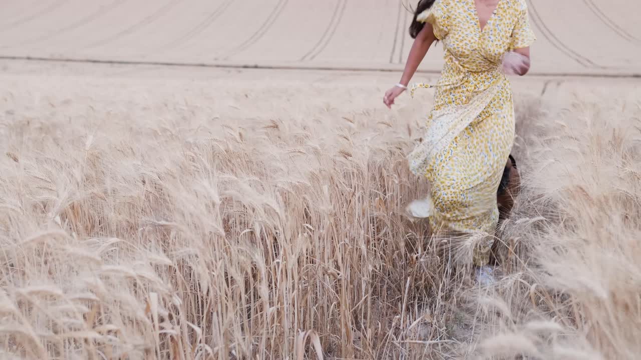 Young hispanic woman running with his boxer dog through the wheat field.