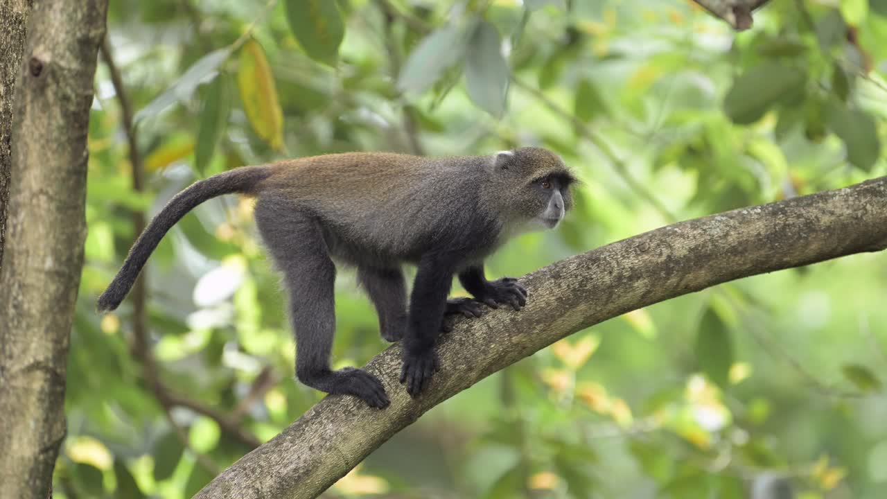 mono en cámara lenta en un bosque escalando un árbol en áfrica en el parque nacional de kilimanjaro en tanzania en un safari de vida silvestre y animales africanos, monos azules en una rama de árbol escalando ramas