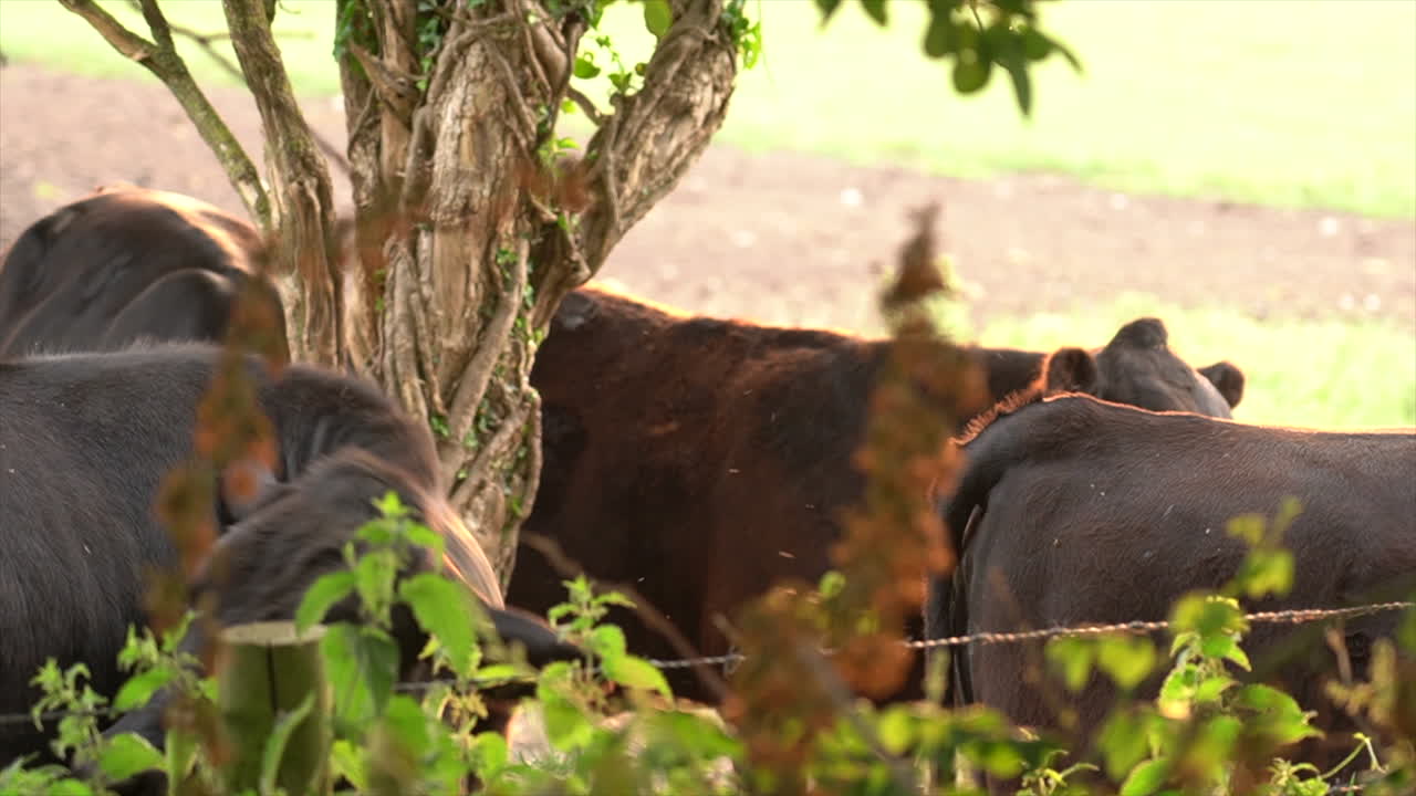 A young black cow swats away flies from it's head in Dorset, England