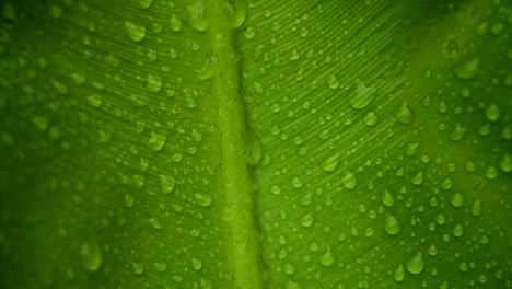 foco de rack a través de la planta verde que muestra gotas de agua