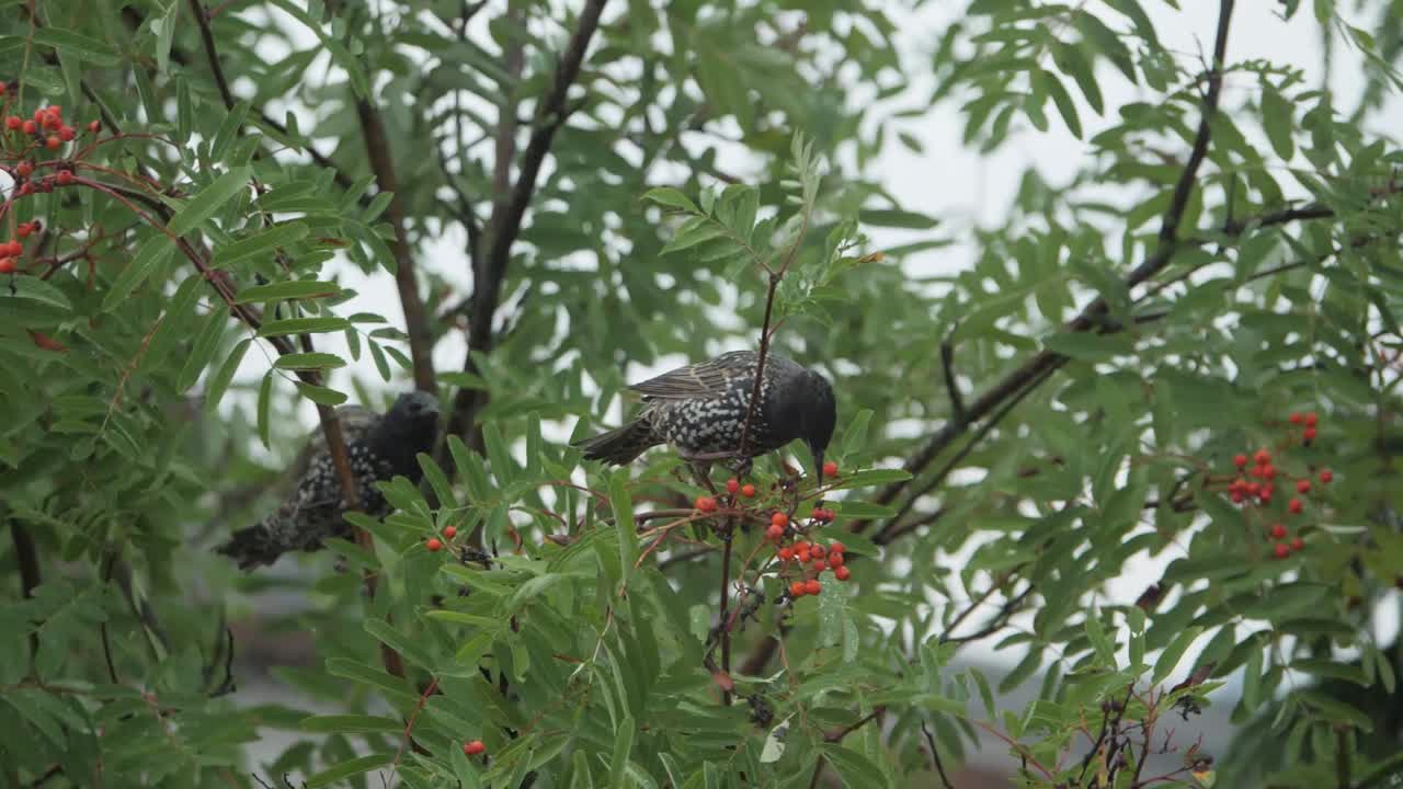 el estornino común come fresas en cámara lenta.