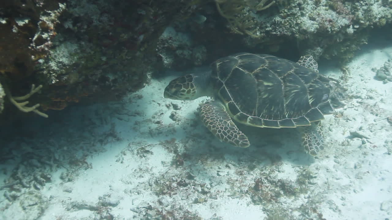 Cozumel Turtle 02