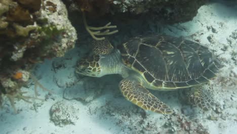 Cozumel-Schildkröte-02