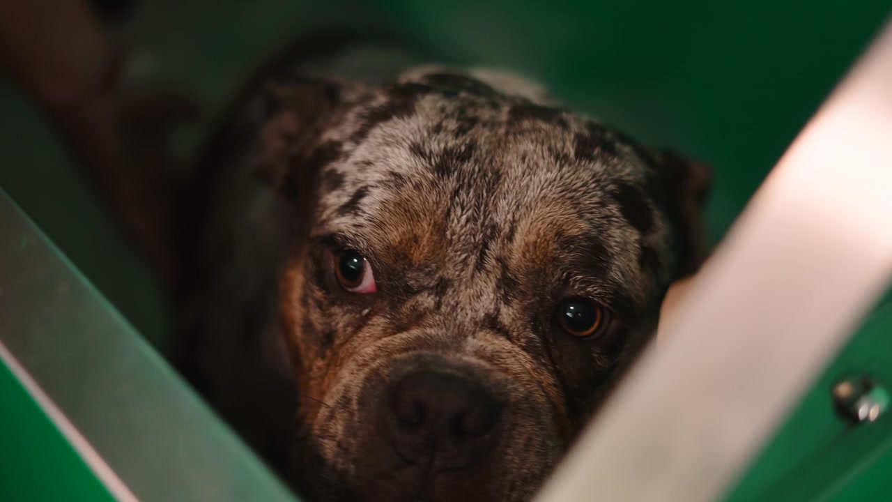 Merle American Bully Dog Getting a Bath in a Grooming Tub