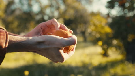 hand peels orange fruit