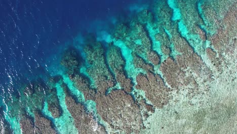 coral reef of utila island, honduras