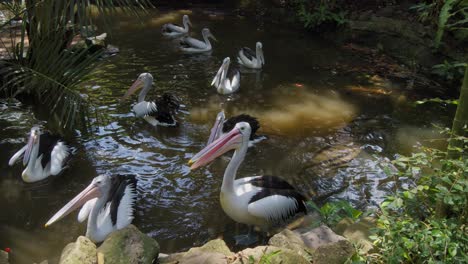 Ein-Schwarm-Australischer-Pelikane-Wartet-Mit-Offenen-Schnäbeln-In-Einem-Kleinen-Teich-Auf-Futter