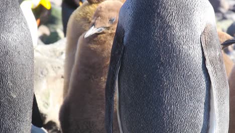 Adult-King-penguin-standing-in-a-large-colony-with-chicks-and-adults