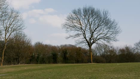 tree in the middle of the park with the spring colors