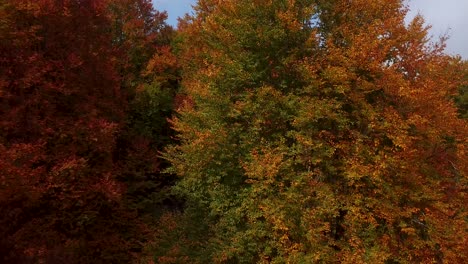 move down aerial shot on beautiful trees in natural landscape of wild forest in colorful autumn in iran - landing position