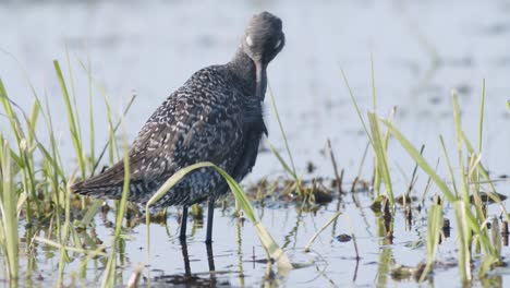 closeup of spotted redshank feeding in shallow puddle during spring migration in wetlands