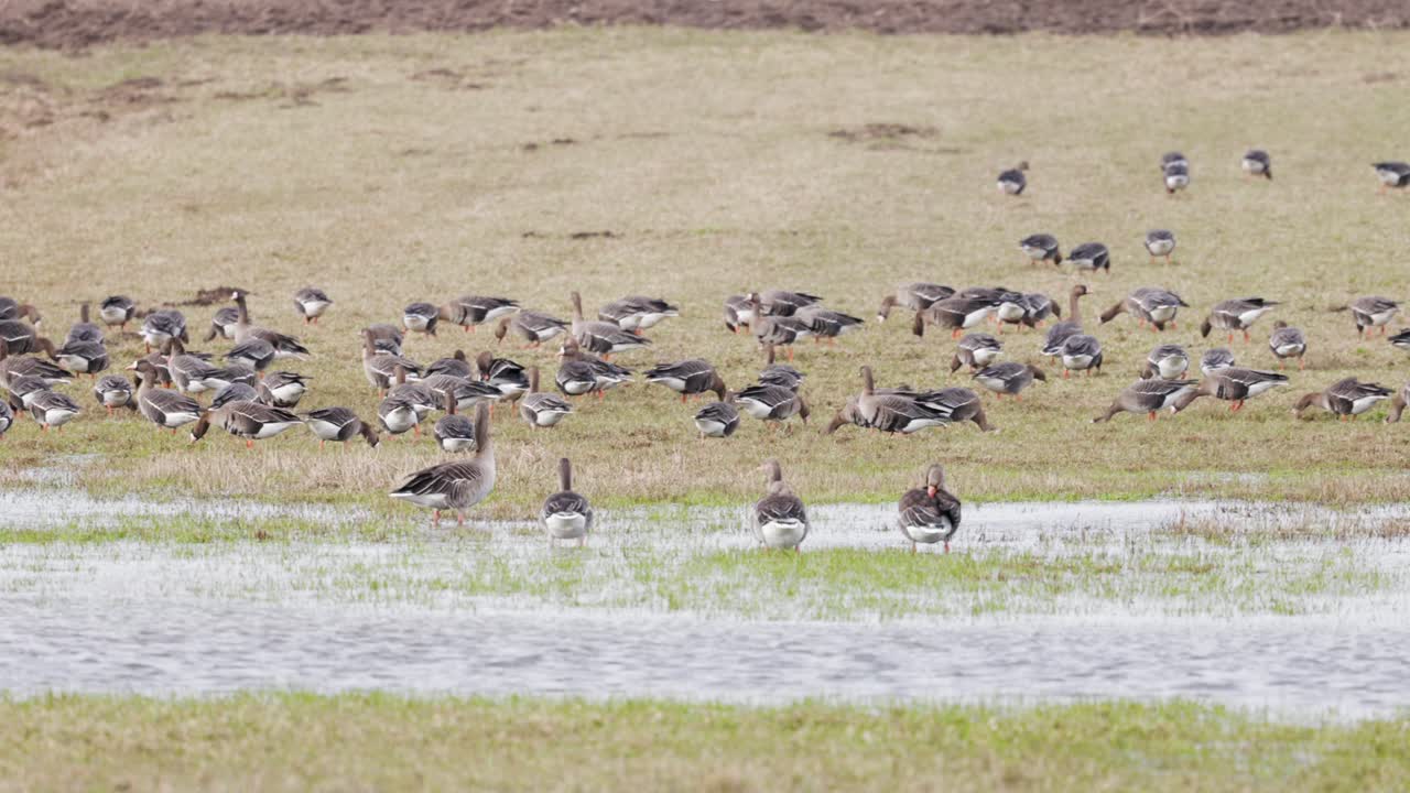 A flock of wild geese in flooded fields