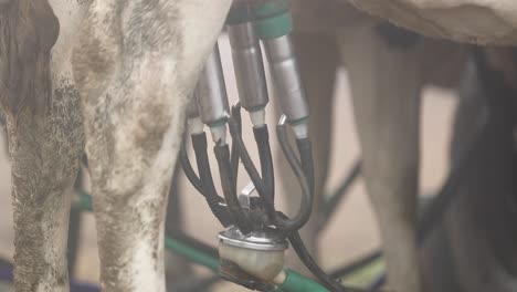 milking cow - robotic arm of milking machine attacched into the udders of dairy cattle