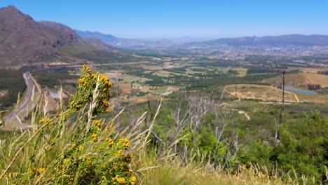 A-beautiful-shot-of-mountain-fynbos-on-Du-Toit's-Kloof,-overlooking-a-city-near-the-Northern-Cape-of-South-Africa