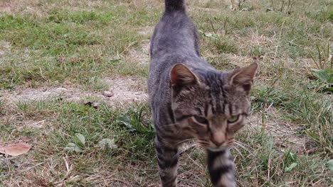 gato marrón acercándose y mirando a la cámara