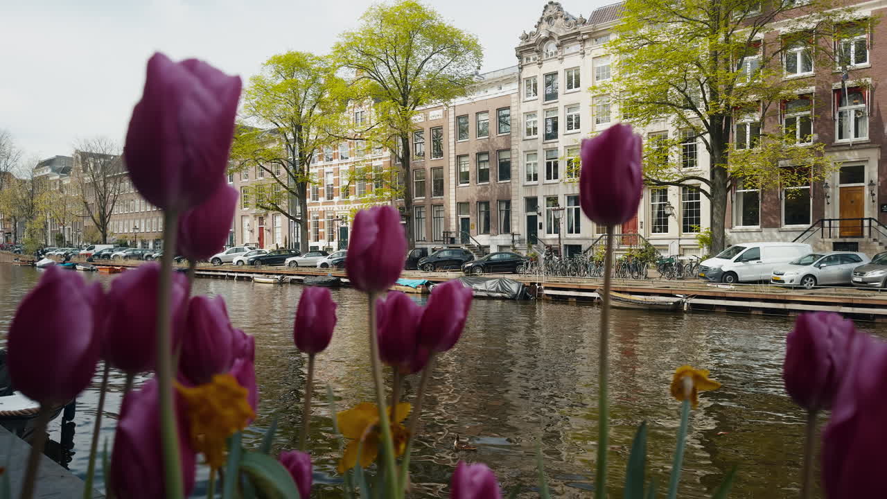 Un lento movimento oltre i tulipani viola sulle rive del canale Singel, con le classiche case di Amsterdam visibili sullo sfondo in una giornata di sole parte 2