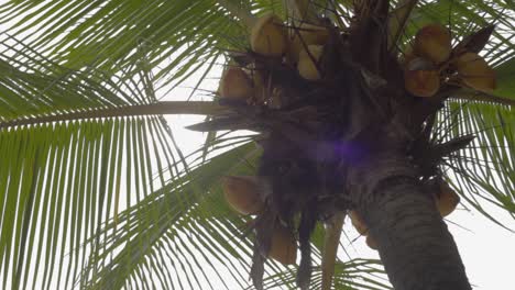 Low-angle-closeup-shot-of-a-coconut-tree-with-many-fruits-in-the-middle-of-the-day