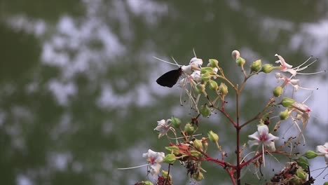 Common-Sootywing-Perched-On-Wildflower-Beside-Pond