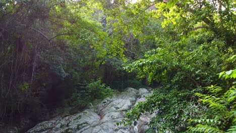 volando a través de un bosque exuberante revelando un arroyo que fluye sobre las rocas