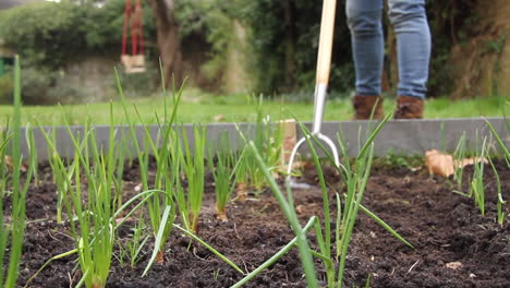 hoeing along rows of plants in a raised bed