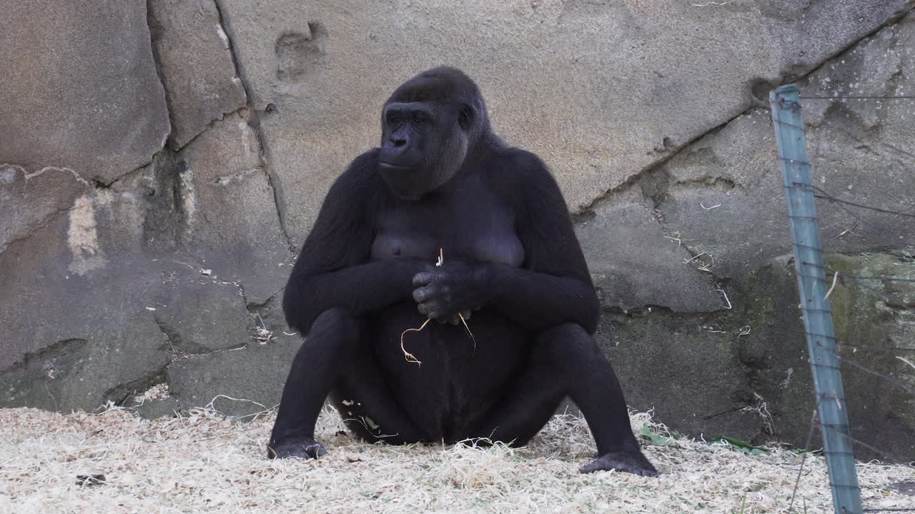 Hun-vestlig lavlandsgorilla sidder og spiser hø i zoologisk have, mens den kigger ud i det fjerne.