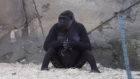 gorila de tierras bajas occidentales hembra sentada y comiendo heno en el zoológico mientras mira a lo lejos