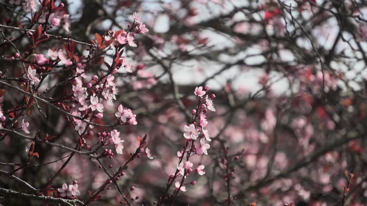 Filmato ravvicinato di un albero di ciliegio in fiore che ondeggia delicatamente nel vento