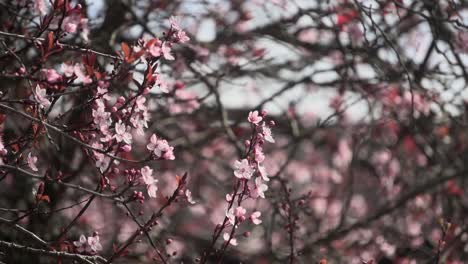 imágenes de cerca de un cerezo en flor que se mece suavemente con el viento