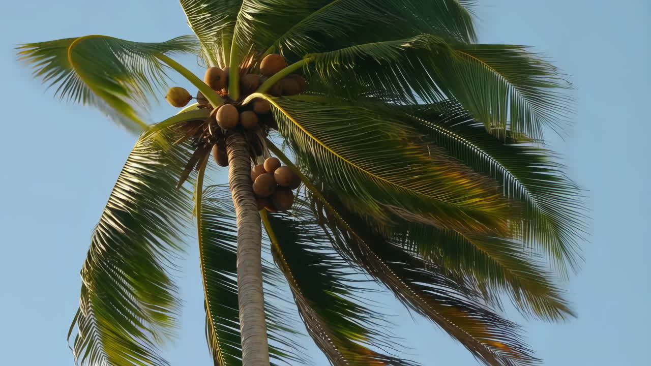 A vibrant palm tree laden with coconuts against a clear blue sky